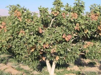 درخت پسته | آشنایی با درخت پسته و شرایط رشد