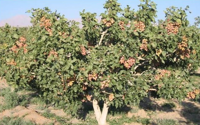 درخت پسته | آشنایی با درخت پسته و شرایط رشد
