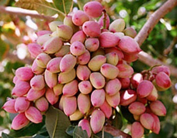 پسته تازه؛ ویژگی ها، خواص و روش نگهداری
